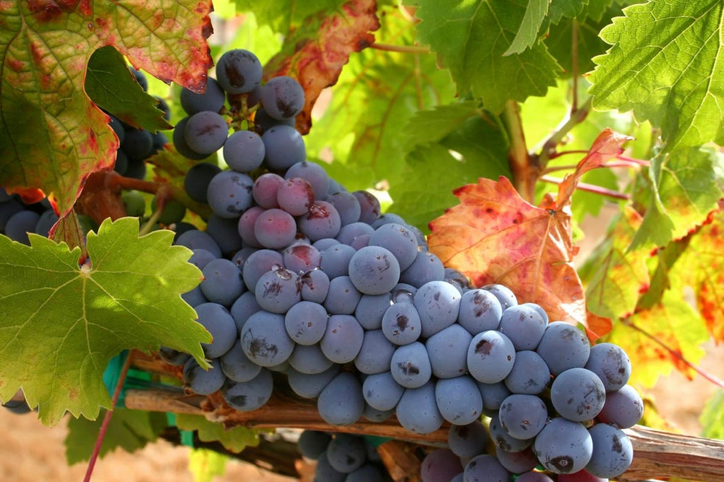 Componentes del vino: color, aroma y cuerpo