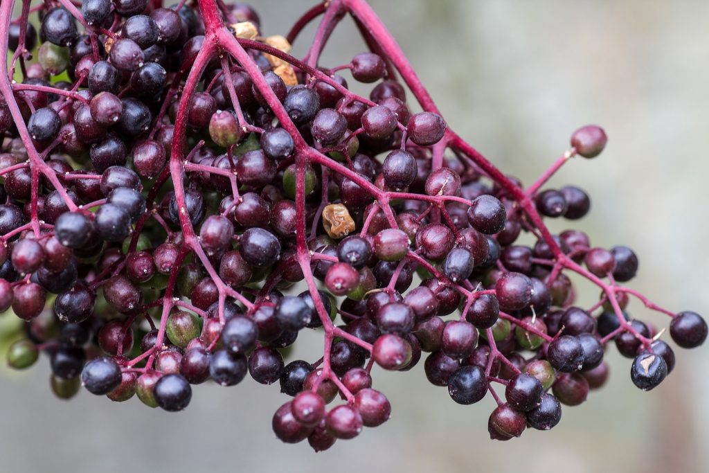 A crash course on making elderberry wine