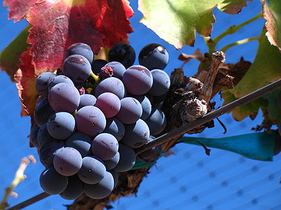 Garnacha: second most important grape in Spanish wines