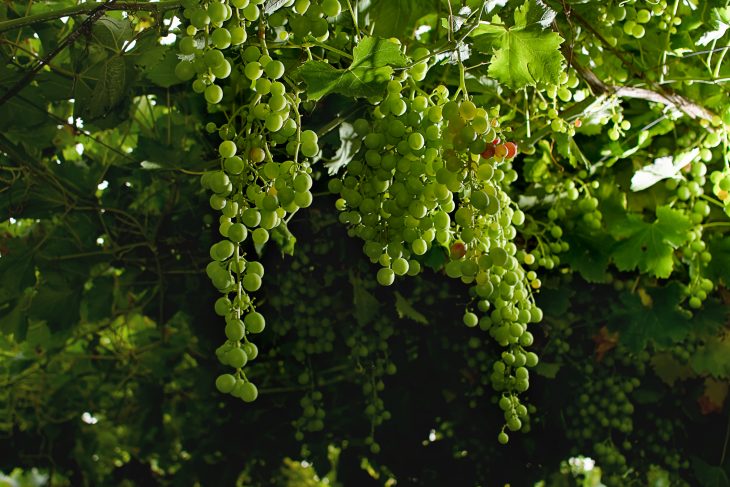 Trebbiano: la uva desconocida más famosa del mundo