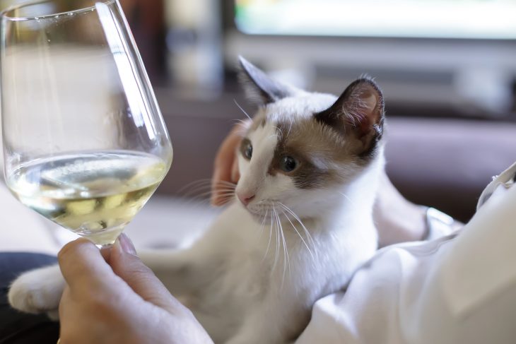Pinot Meow: 3 reasons to buy wine for your pet