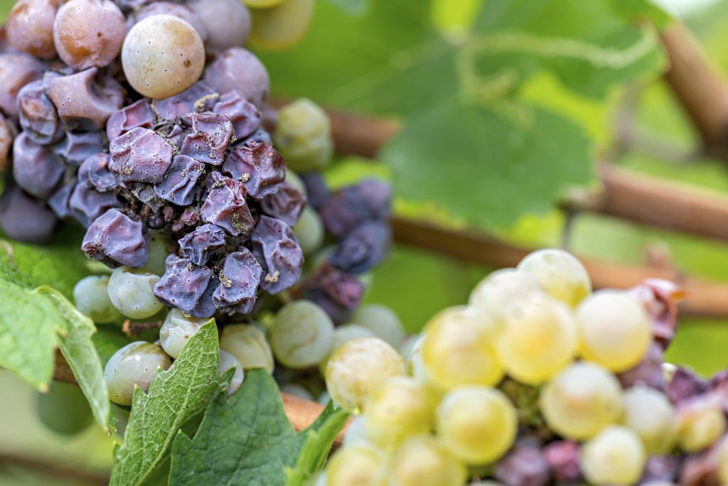 Semillon from around the world