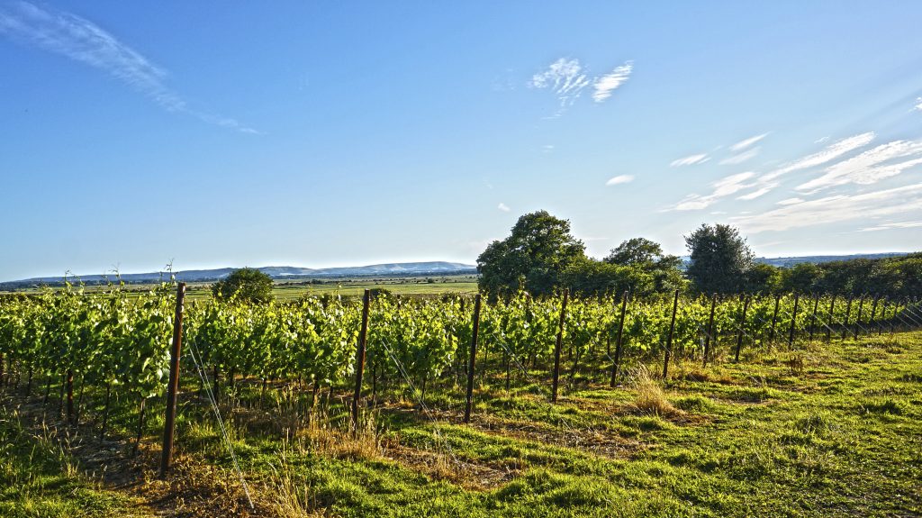 Why you need to know about English sparkling wine