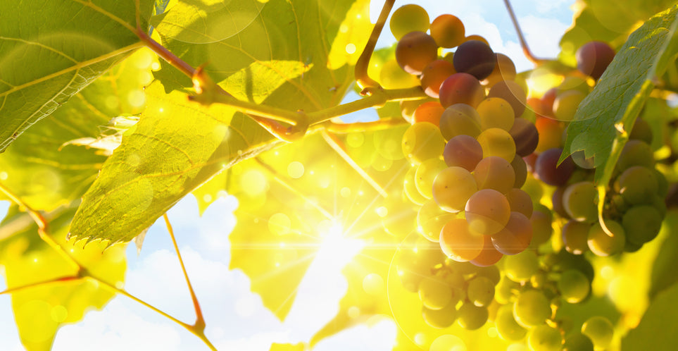 Comprendre le vin espagnol à travers ses raisins